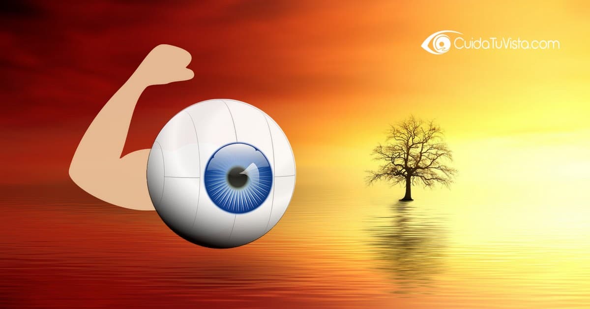 Los músculos oculares son los que permiten mover el ojo y enfocar
